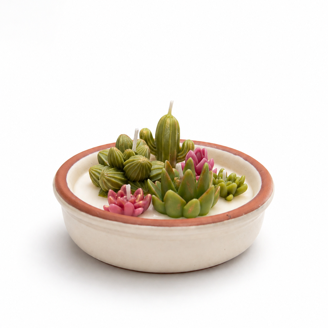 Jardin de Cactus + Suculentas