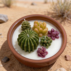 Jardin Cactus + Suculentas (Mediano)